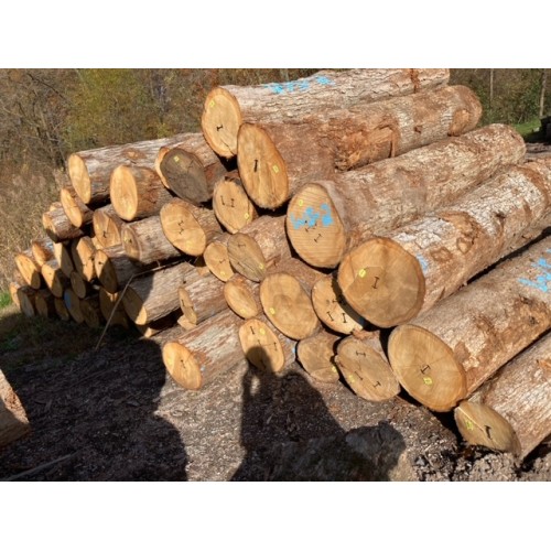 White Oak Logs - Image 2
