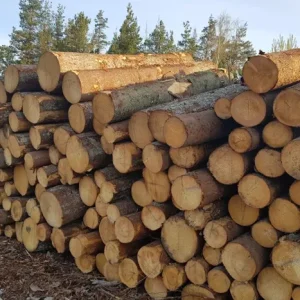 Spruce Wood