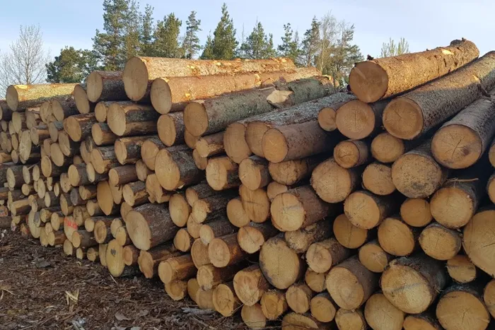 Spruce Wood